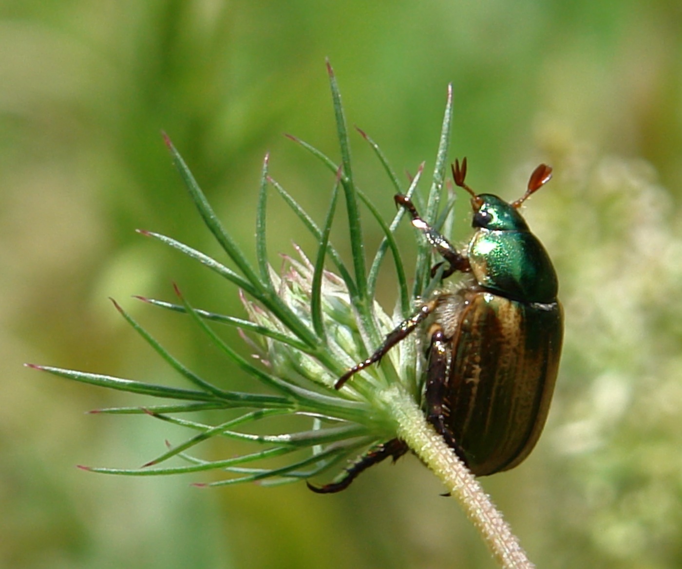 identificazione coleottero